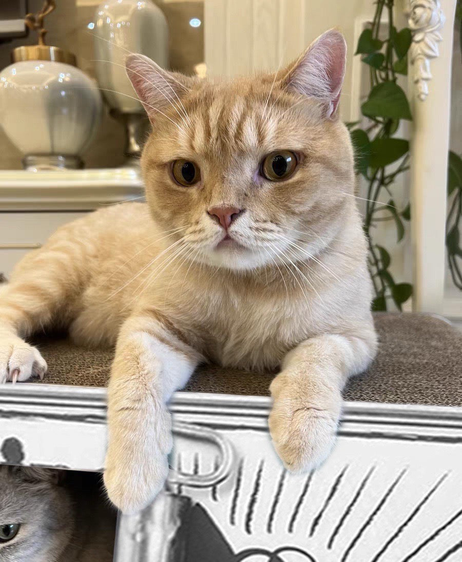 Canned Fish Cat Scracher